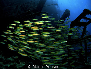 Yellowfin Goatfish make their way through the wreckage of... by Marko Perisic 